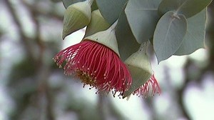 Home Among the Gum Trees - Gardening Australia