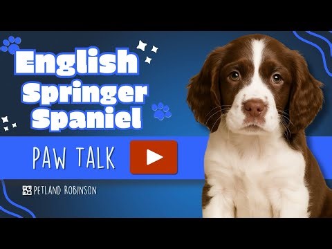 Paw Talk: Is the English Springer Spaniel Right for You? | Petland Robinson PA