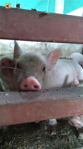 Pig Oink Sound 🐷 ( Pig farm )