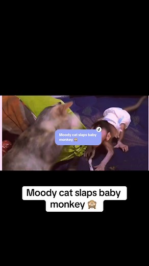 Cat Slaps Baby Monkey Video Compilation