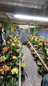 22K views · 382 reactions | Night time pollination captured Clivia at Utopia Clivias #pollinators #clivia #clivianursery #cliviasinbloom #cliviassouthafrica #flowers | Clivia at Utopia Clivias | Facebook