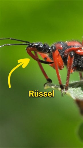 Better keep your hands off ⚠️! The assassin bug can sting.