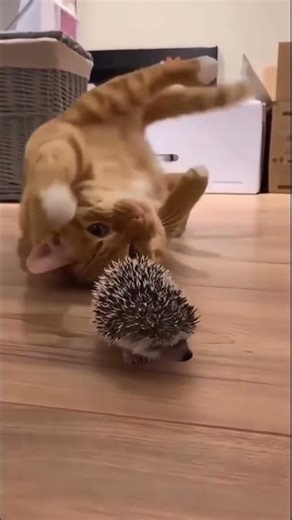 39s Of Cats in Total Chaos 😂🐾