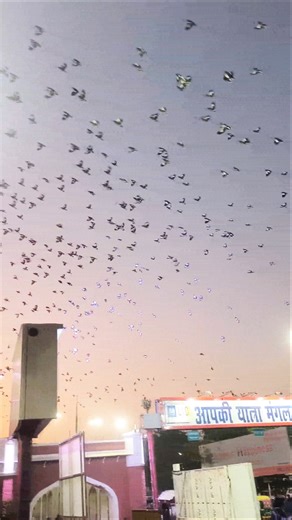 pakshi ke video#hajaron mein pakshi hai 🐦🐦🐦‍⬛