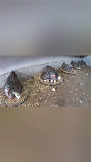 Hatching chicks with several mother hens