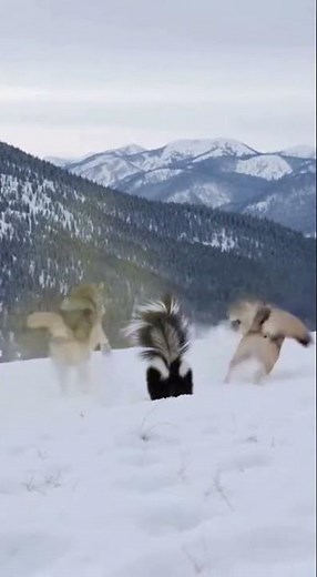Skunk Sprays Entire Wolf Pack in Self-Defense on Snowy Mountain