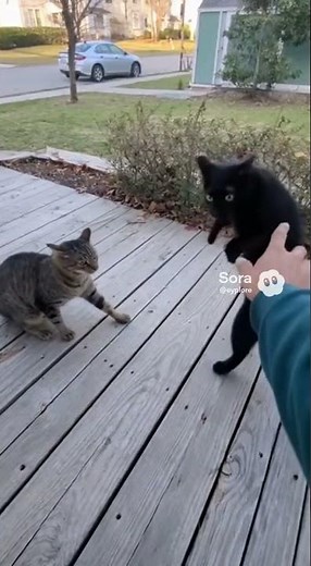 POV: Man Breaks Up Intense Cat Fight — Caught on Phone! 😱🐱 | Eyplore