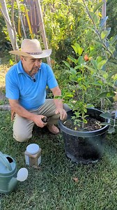 2.9M views · 45K reactions | Cómo arreglar tu árbol de limón, para que crezca, Rápido #Arreglar#Arbol#limon | El Huerto De Tino | Facebook