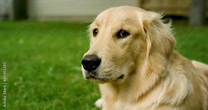 Golden Retreiver Laying Outside Turning Towards Camera