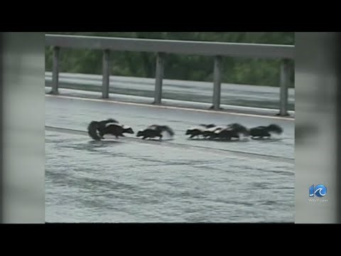 Wildlife Center of Virginia shares tips as skunk mating season begins