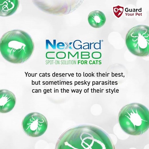 Nexgard Combo Spot-On Solution For Cats