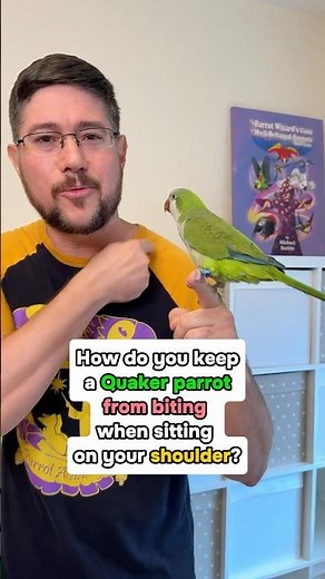 How Do You Keep a Quaker Parrot from Biting When Sitting on Your Shoulder?