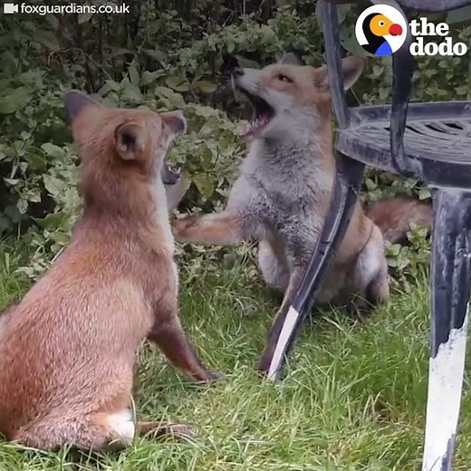 Baby Foxes Turn Woman's Backyard into The Best Playground Ever | The Dodo