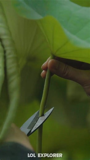 Why do the Chinese call this “Black Gold”? 🖤✨ #shorts