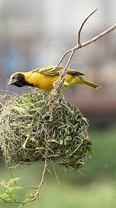 Weaver birds are among the best nest builders in the bird world, creating complex woven structures entirely with their beaks. They use grass, palm fronds, and strips of leaves, knotting and weaving them together without glue or mud. In most species, the males build the nests to impress females; the better the nest, the higher the chance of attracting a mate. If a female isn’t impressed, she may reject the nest, forcing the male to dismantle and start again. Many weaver nests hang from tree branc