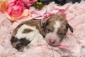 Lucia - Springerdoodle Puppy F2D885