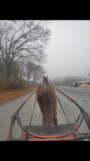 10K views · 312 reactions | And our last yearling to introduce!...