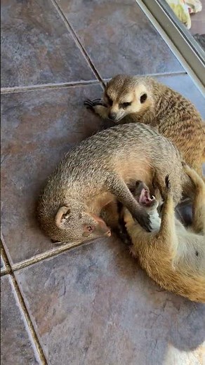 2 Meerkats vs 1 Mongoose