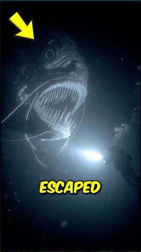 If you ever see these sea creatures, you’ll think aliens are real #deepsea #scaryanimals