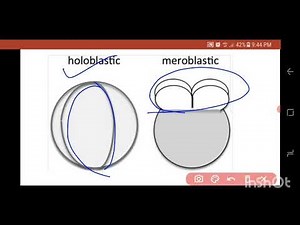 Cleavage pattern| in Hindi | B.Sc | M.Sc Zoology