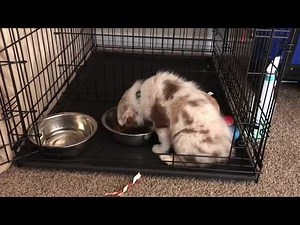 How to Crate Training a Australian Shepherd Puppy (Day 2)