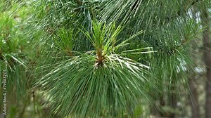 Fresh young pine inflorescence on coniferous tree branches in mountain pinewood close up. Wild pinus cone with green needles in sunny daytime forest