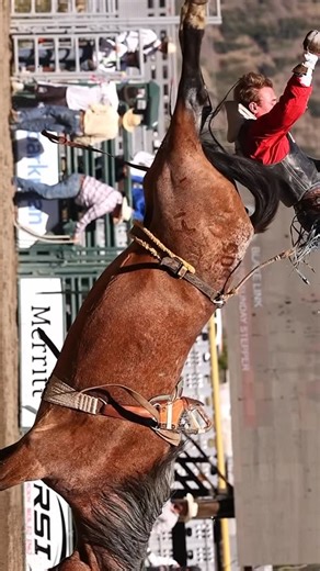 HANGING HORSES on Instagram: "I suspect this is a very unpleasant feeling. I never intend to find out for myself 😆#barebackbronc #merritt — 🤠 COWBOYS & CONTRACTORS: Tag yourselves or DM for credit — pinned comment goes to you. 💬 Conversation encouraged! 🚫 Leave a dick comment? Blocked faster than an open gate. Thx. 🐎 No animals harmed. All riders and livestock are professionals. 📌 Do not repost without explicit credit. 🎥 Captured, not generated. Shot on location, not in a server farm. #ro