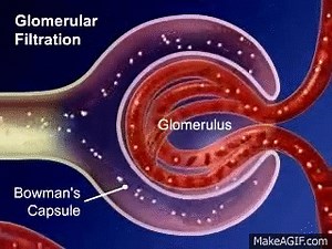 Glomerular filtration on Make a GIF