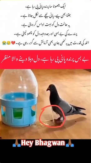 😭💔🤲A Helpless Bird Drinking Water, Heartbreaking Moment #NatureSadness #WildlifeStruggle #AnimalLife