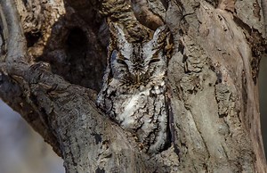 Eagle Creek Park Foundation to host Owl Fest 2024