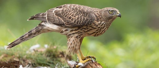 Animals in North Korea