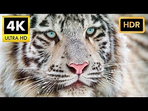 White Tiger's Raw Power Revealed in Crystal Clear 4K