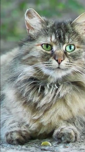 Can Cats Eat Chocolate? The Shocking Truth Every Cat Owner Needs to Know!