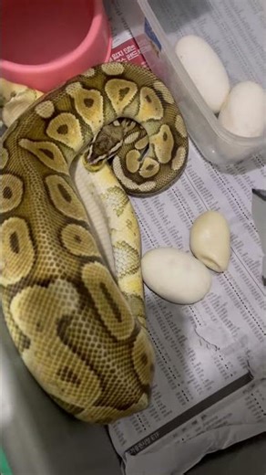 Ball Python Egg Harvest #ballpython #ballpythonbreeder #ballpythonmorph