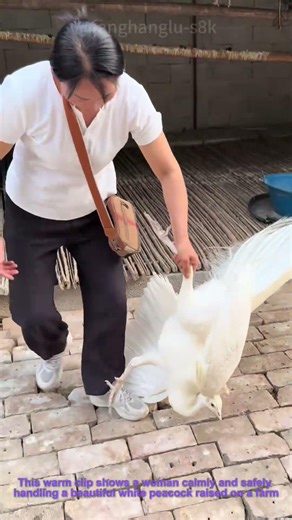Woman Safely Handles Captive White Peacock | Farm Animal Encounter