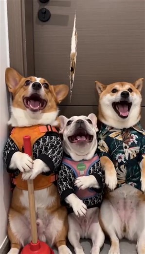 Here is Johnny: Hilarious Dog Fails Compilation