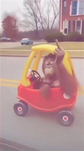 Orangutan'ın ilk trafik kazası 💀