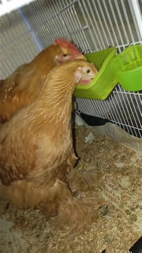 My Golden Buff Pair #hen #fancyhens #fancybird