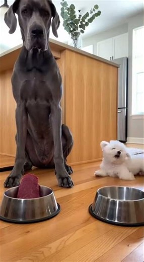 Big Doggy Playing With Cute Puppy | Funny Dog Moments Video 🐶😂