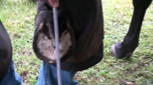 325K views · 1.2K reactions | **Hoof Prep - Front Foot** Jake...