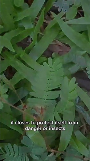 The Shy Princess A Plant That Moves When Touched 🌿 Sensitive Plant Facts