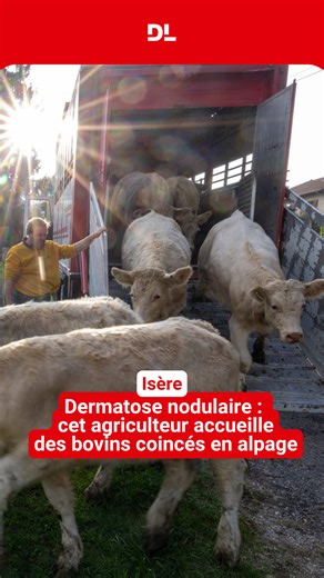 🐮 Des centaines de vaches sont bloquées en alpage à cause de la dermatose nodulaire. 🌽 Alors, les éleveurs s’organisent, s’entraident. Jean-François Vallin, éleveur à La Chapelle-de-la-Tour, a accueilli 30 vaches qui étaient à Val-d’Isère dans un pré à Saint-Jean-de-Soudain. 🎥 Guillaume Drevet 🎞️ Coline Réveillault | Le Dauphiné Libéré Nord-Isère Vallée du Rhône