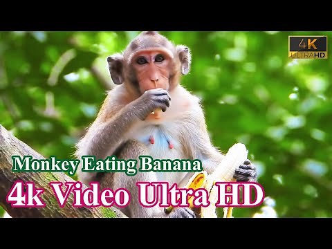 cutest monkey eating banana 🐒🍌 | 4k video ultra hd 60fps