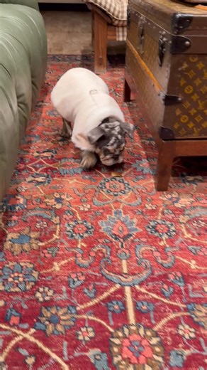 Blue Stallion Farm on Reels