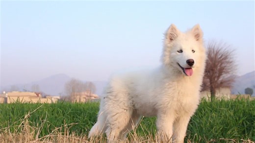 Winter Adventures with a Siberian Husky and a Snowy Fox