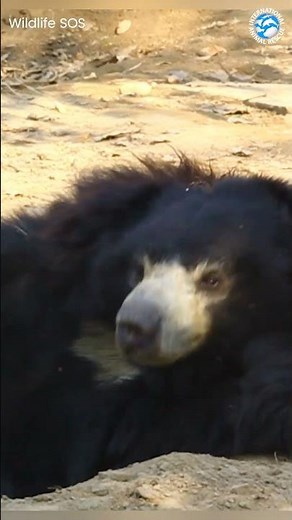 The Biggest Sneeze of All Time