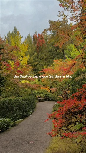 📍Seattle Japanese Garden on October 10, 2026 🍁🍂 fall foliage starting to show off #seattle #pnw #fall #thingstodoinseattle