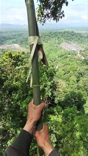 Bamboo Ladder Tree Climb – Jungle Technique! #BambooClimb #TreeClimbing #JungleSkills