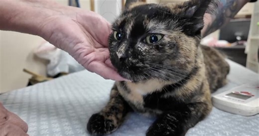 Eastpointe makes pet microchipping mandatory for all cats and dogs to improve safety and accountability