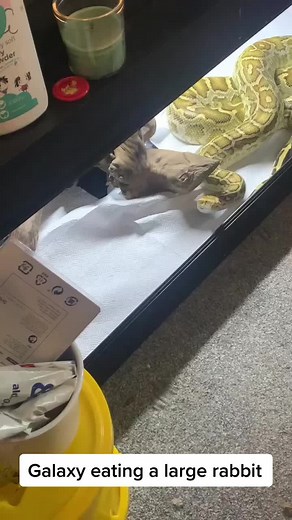Galaxy Burmese Python Eating Large Rabbit